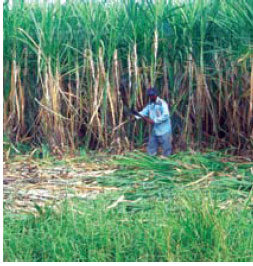 http://www.yojana.gov.in/images/uploaded_image_big/sugar-industry.jpg